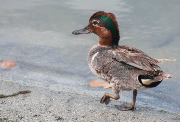 25 éve nem látott állat tűnt fel Tatán