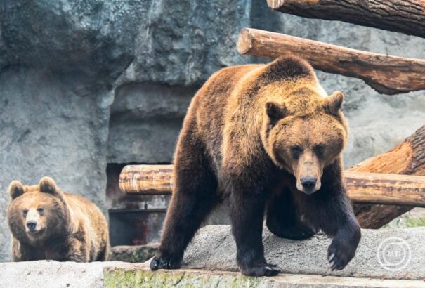 Kevesebbet alszanak a medvék a szlovák hegyekben az enyhe tél miatt