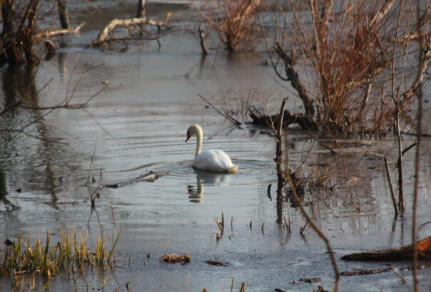 Tóth Ferenc: Klímahattyú