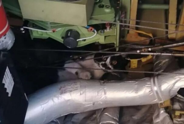 Egy macska miatt három napig nem tudott felszállni a Ryanair gépe