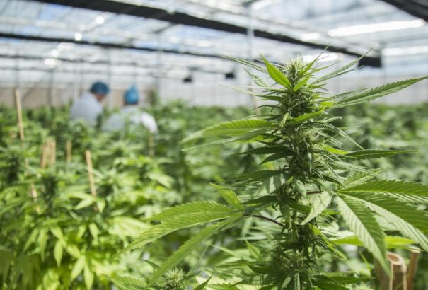 Svájc megtette az első lépést a marihuána legalizálása felé