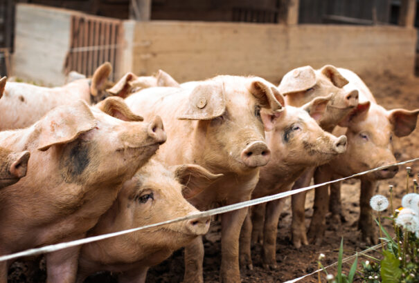 A sertések oldhatják meg az emberiség foggondjait?