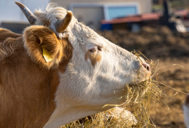 Állategészségügyi riadó: A szlovák határ közelében jelent meg a ragadós száj- és körömfájás
