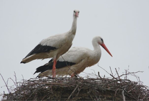Megérkeztek az első fehér gólyák Szlovákiába