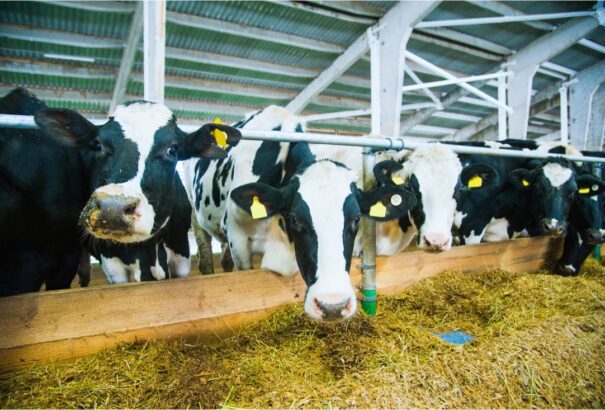 Száj- és körömfájás: Megkerestük a válaszokat a miértekre. Szlovákia történetének egyik legnagyobb válságával került szembe