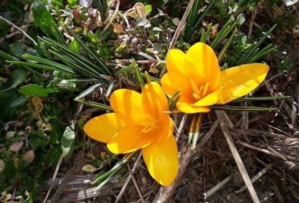 Napsütéses vasárnapunk lesz