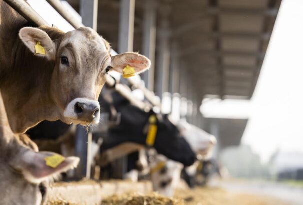 A ragadós száj- és körömfájás miatt bezárják az állatkerteket, a Dunaszerdahelyi és a Komáromi járásban erdőlátogatási tilalom lép életbe