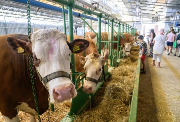 Száj- és körömfájás: nagyjából 20 millió liter tej tűnik el a szlovák piacról a járvány miatt