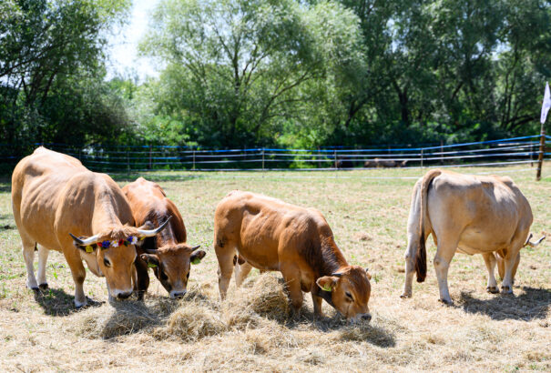 Száj- és körömfájás Szlovákiában. Tünetek, kezelés, emberi hatása – Mit mond a szakértő?