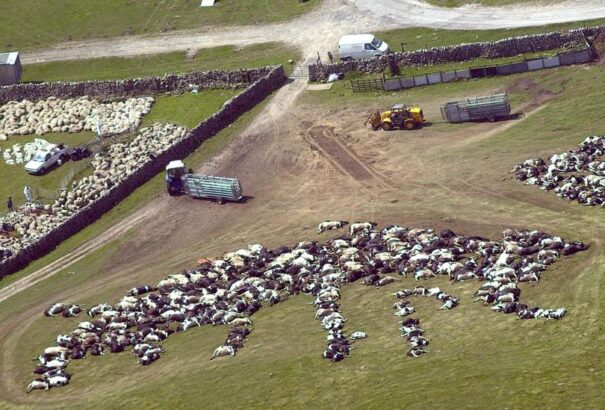 Nézzük a legnagyobb száj- és körömfájás járványokat! Brutális adatok jönnek