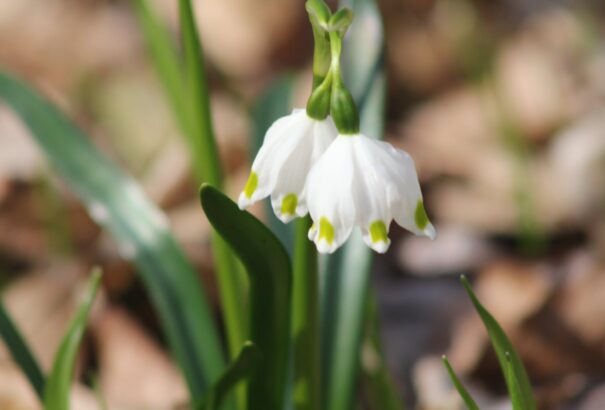 Tóth Ferenc: Hóvirág, Alzheimer, tőzike, Parkinson – A tavasz első hírnöke