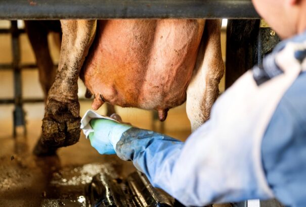 Száj- és körömfájás: Az EU szakértői már Szlovákiában vizsgálják a helyzetet