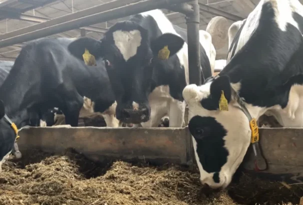 A ragályos száj- és körömfájás kérdését összeurópai szinten is megvitatják. A magyarok időközben feloldottak néhány intézkedést