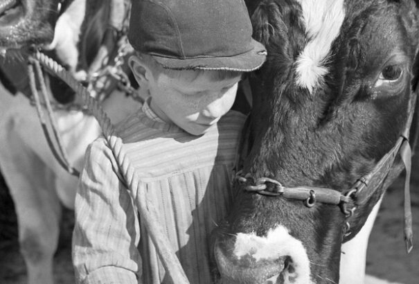 Száj- és körömfájás: 50 évvel ezelőtt az állatgondozókat bezárták a gazdaságokba, és volt, ahol az összes állat túlélte a járványt