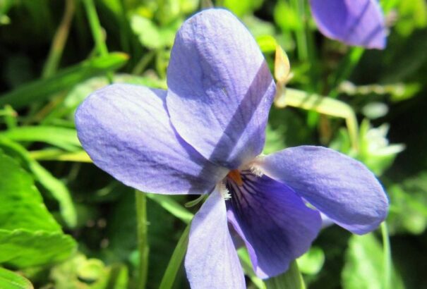 A hét közepén is folytatódik a kellemes tavaszi idő