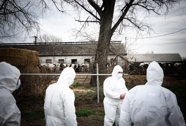 Magyarország újabb intézkedéseket vezet be Győr-Moson-Sopron vármegyében a szlovák száj- és körömfájás miatt