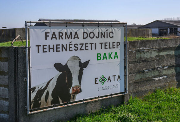 Bakán napi 300 egyeddel folytatódik a szarvasmarhák likvidálása