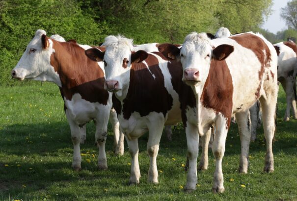 Az állatállományt ismét lehet szállítani a jóváhagyott vágóhidakra