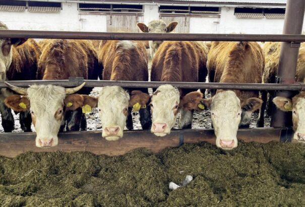 Medvén és Csiliznyáradon befejeződött a szarvasmarhák vakcinázása, de a leölésük még nem kezdődött meg