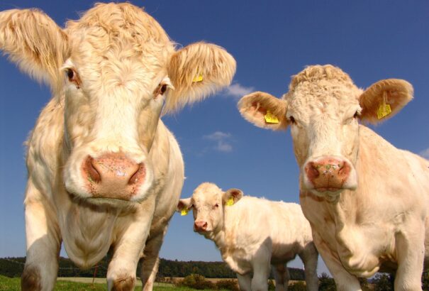 Káosz a köbön: nem létező függeléket vont vissza az ŠVPS, nem mondhatnak véleményt a regionális állatorvosok?