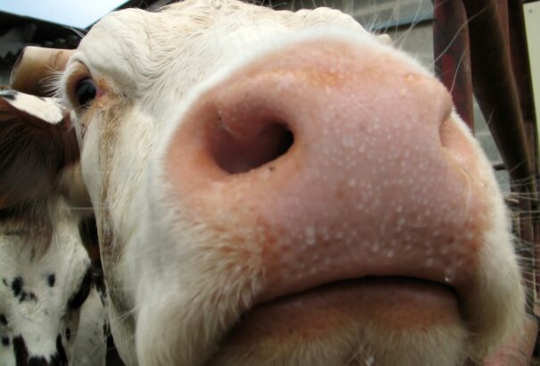 Szlovákia visszaszerezte a száj- és körömfájás-mentes státuszt