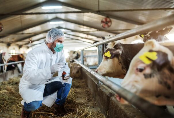 Medve után a nyáradi telepen folytatódik a szarvasmarhák likvidálása