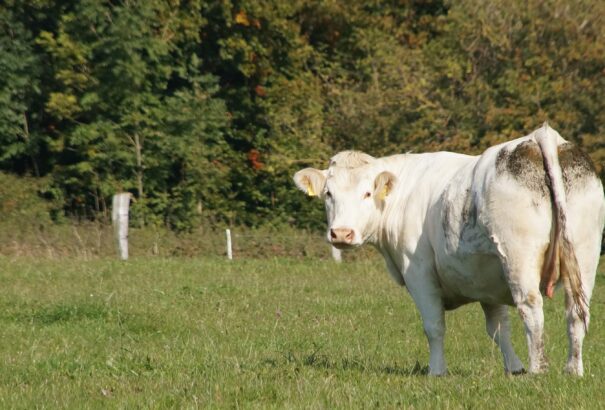 Nébih: módosultak és kiegészültek a ragadós száj- és körömfájás járvány miatti intézkedések