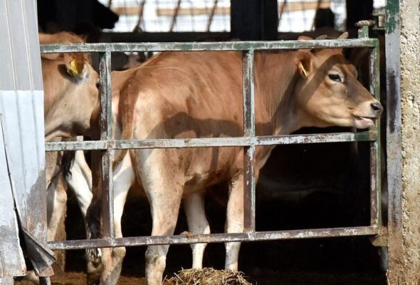 Szlovákiai állatorvos fertőzhette meg a levéli farmot Magyarországon?