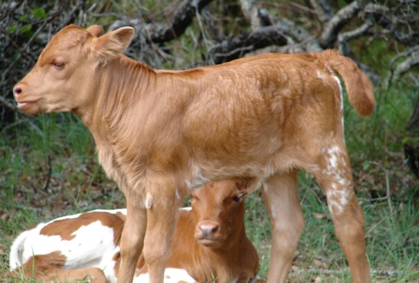 Száj- és körömfájás: Íme, az útmutató a feketegazdaságok regisztrálásához