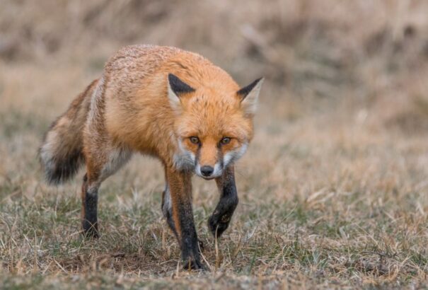 Ismét megjelent a veszettség Kelet-Szlovákiában