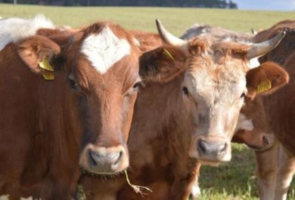 Most már biztos: Három csallóközi farmon bizonyították a száj- és körömfájás megjelenését!