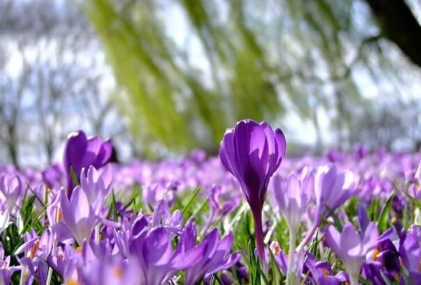 Csütörtökön is ragyogó tavaszi napsütés várható