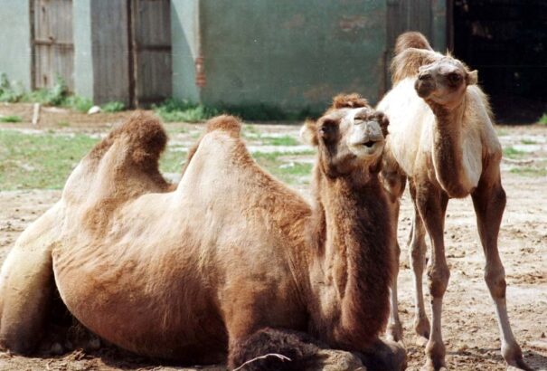 Segítséget kér a pozsonyi állatkert, több ezer eurót veszít a száj- és körömfájás elleni intézkedések miatt