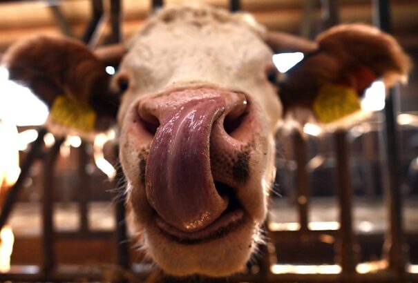 Jó hír a magyar gazdáknak! Újabb korlátozások szűntek meg a ragadós száj- és körömfájás kitörést követően