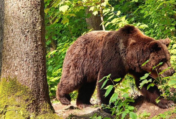 Medvét láttak Illavától délkeletre