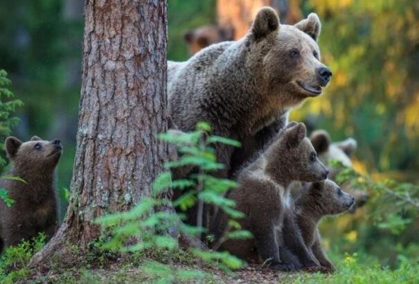 A kormány több járásban is szükségállapotot hirdetett a medvék jelenléte miatt