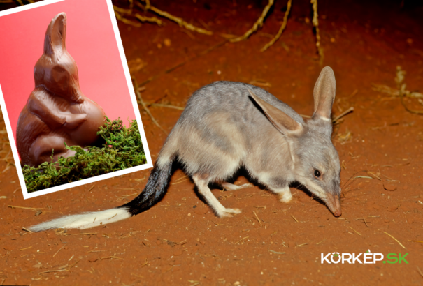 A bilby története – Ausztrália húsvéti erszényese