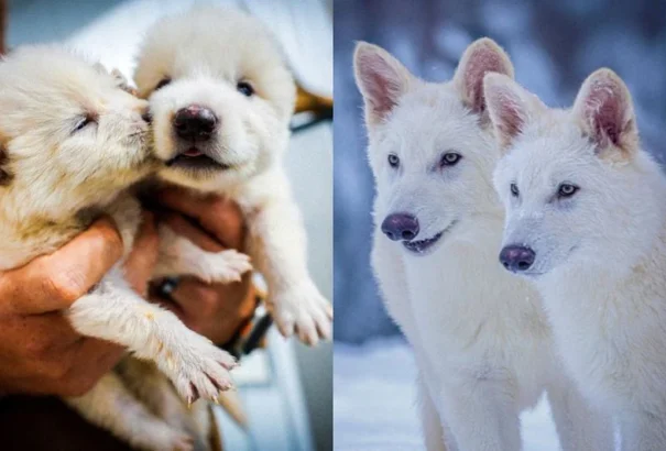 Egy magáncég tudósai sikeresen klónozták a kihalt óriásfarkasokat