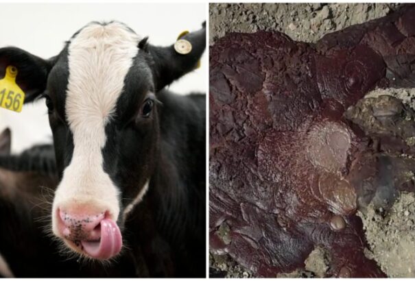 Az eltemetett tehenek után vér és gázok szivárognak a gödrökből. A szlovákok a talajvíz miatt aggódnak