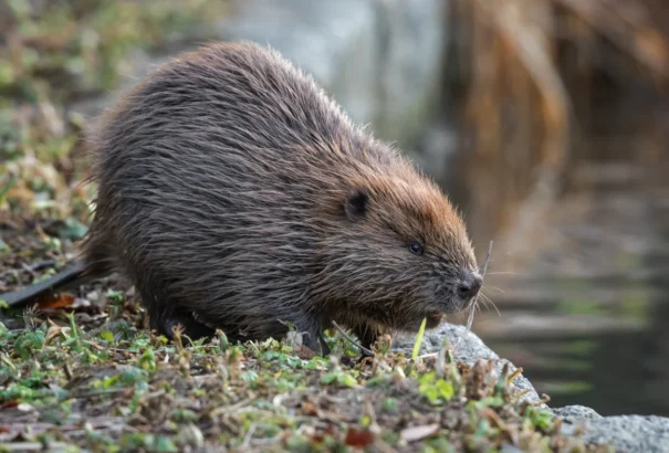 Dobfeneken megjelent a hód