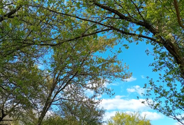 Enyhén változékony, tavaszias idő várható