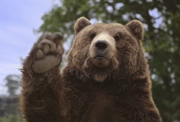 A Greenpeace petícióval tiltakozik a több száz medve szlovákiai kilövése ellen