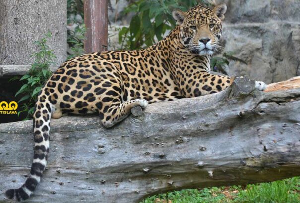 Szerdától ismét megnyitja kapuit a pozsonyi állatkert