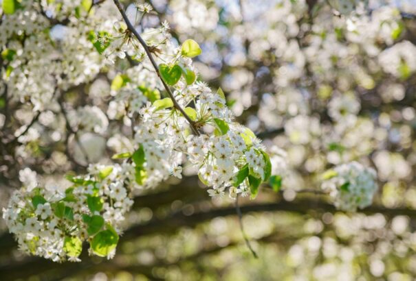 Napos-gomolyfelhős idővel indul a hét, elszórtan záporokkal