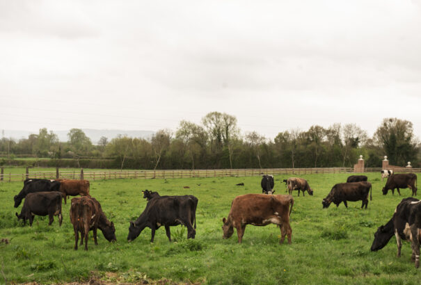 A minisztérium könnyített a száj- és körömfájással kapcsolatos intézkedéseken