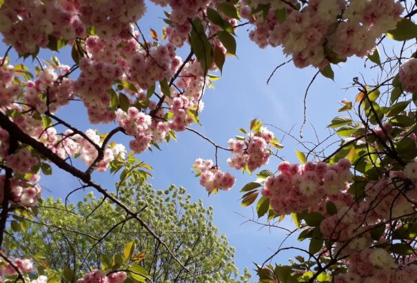 Gomolyfelhős, napos idővel veszi kezdetét a hét