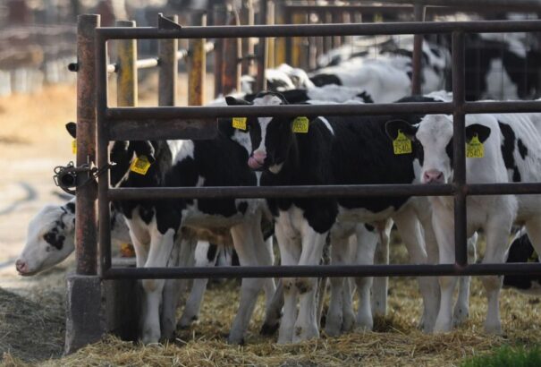 Csehország vasárnaptól megszünteti az állatok és takarmányok behozatalának tilalmát Szlovákiából