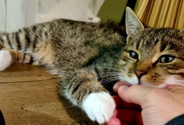 Visszataszító eset Királyfiakarcsán: Egy férfi agyonütötte szomszédja macskáját. Több év börtön várhat rá