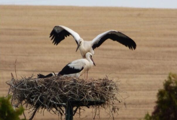 Remek vasárnapi időnk lesz