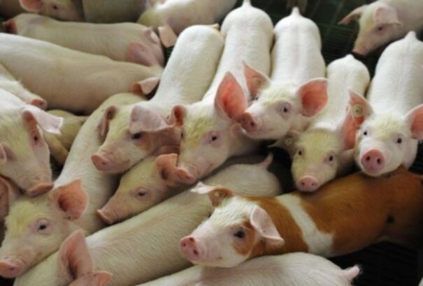 Mezőgazdasági tárca: Afrikai sertéspestist állapítottak meg egy alsószemerédi farmon